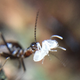 A termite carrying larvae.